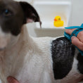 Load image into Gallery viewer, MESSY MUTTS DOG DUAL SIDED GROOMING BRUSH BLUE
