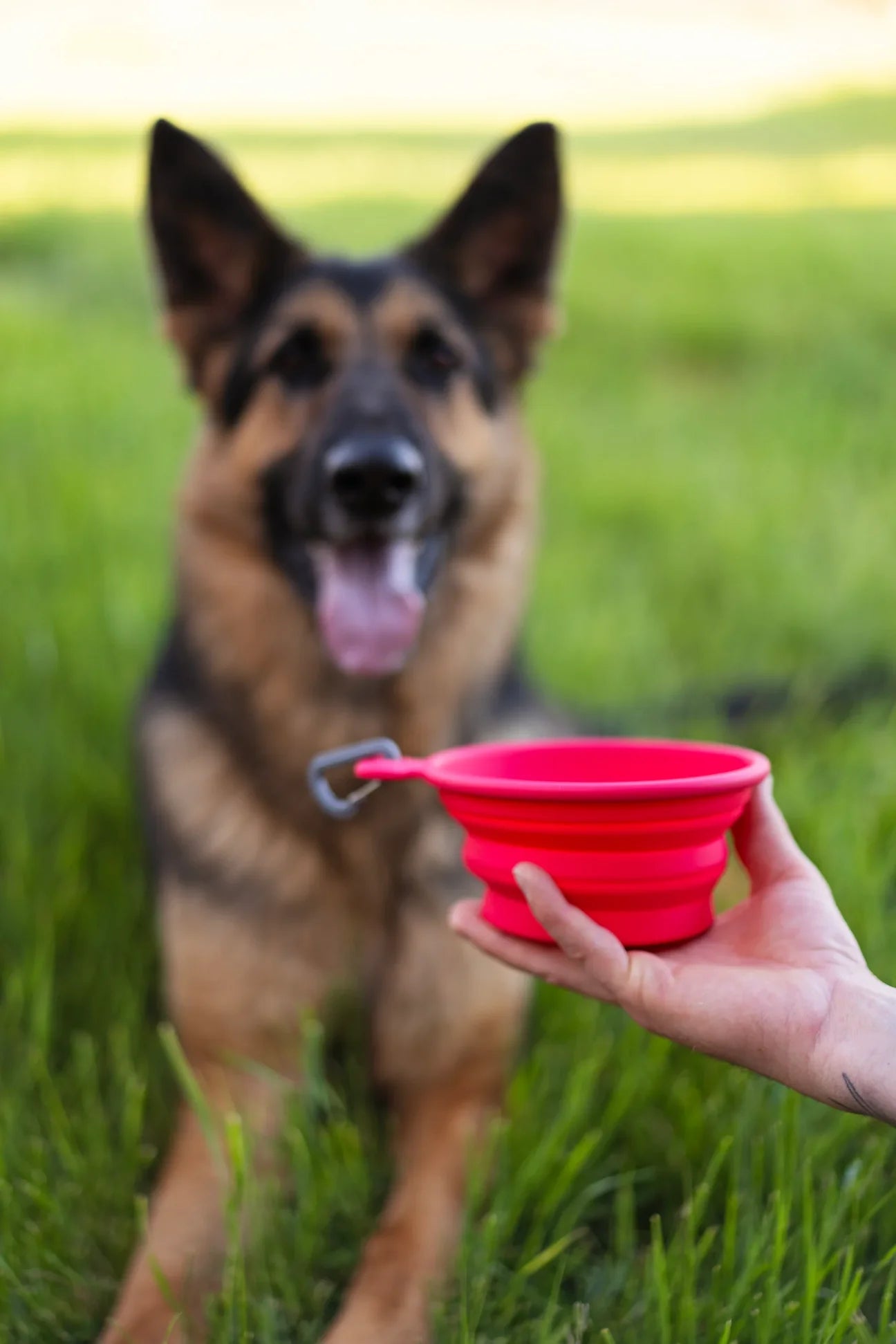 MESSY MUTTS DOG COLLAPSIBLE BOWL BLUE 3 CUP