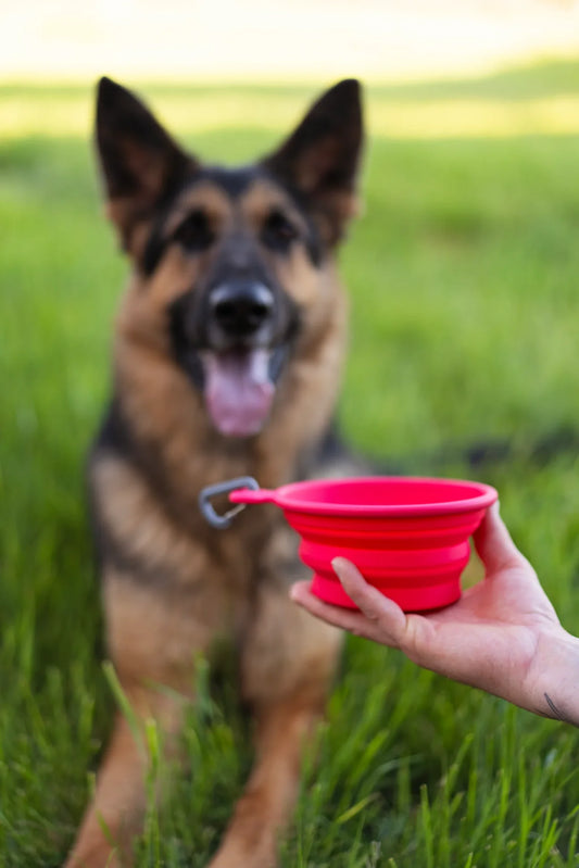 MESSY MUTTS DOG COLLAPSIBLE BOWL BLUE 3 CUP