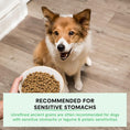 Load image into Gallery viewer, Pasture-Raised Lamb & Ancient Grains Dog Kibble
