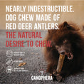 Load image into Gallery viewer, XL Red Deer Antler - Canophera
