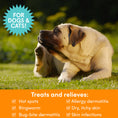 Load image into Gallery viewer, NOOTIE DOG DERMATOLOGY SOLUTIONS MEDICATED ANTIMICROBIAL SPRAY 8OZ
