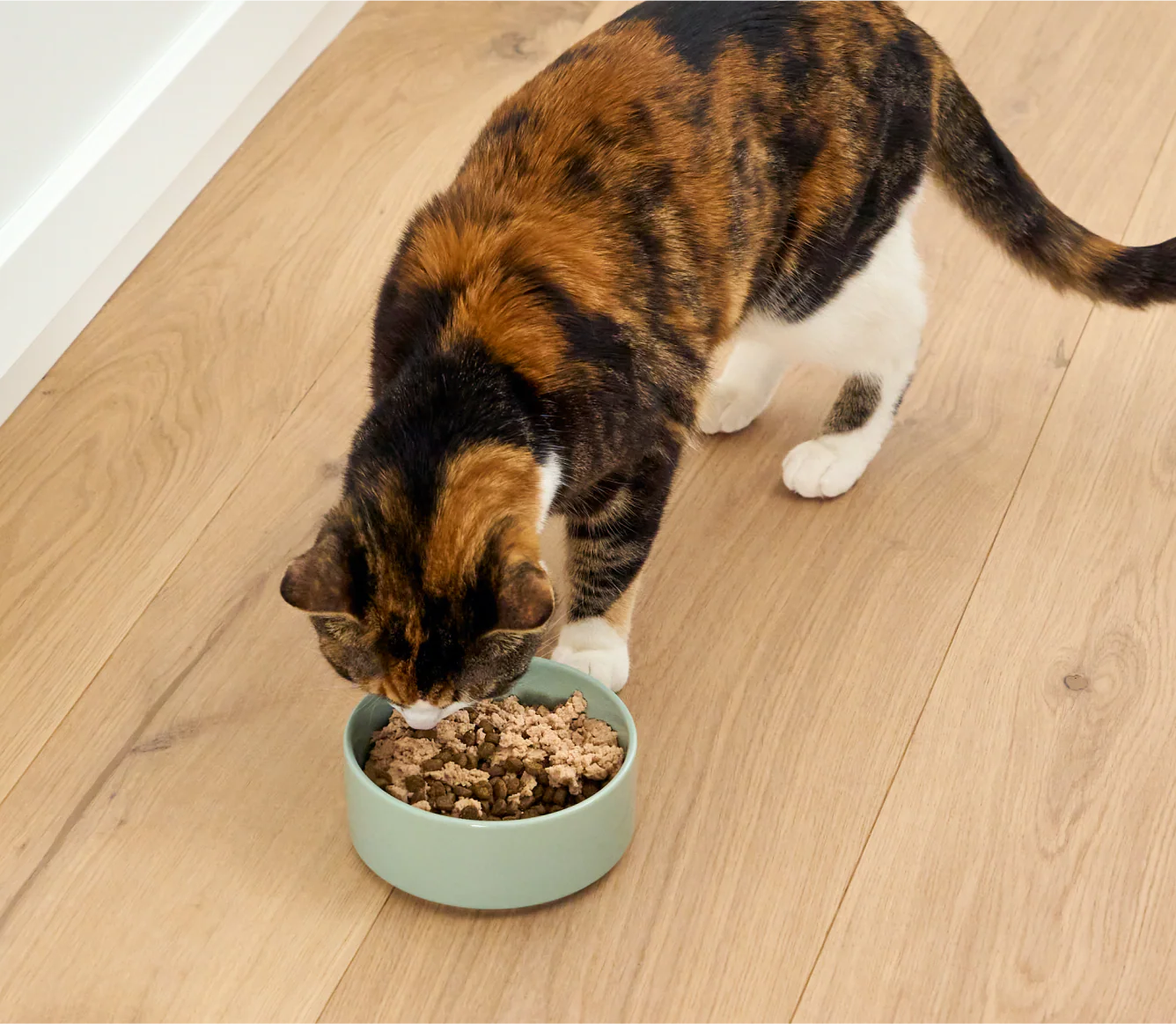 Salmon & Cod Topper for Cats - Open Farm