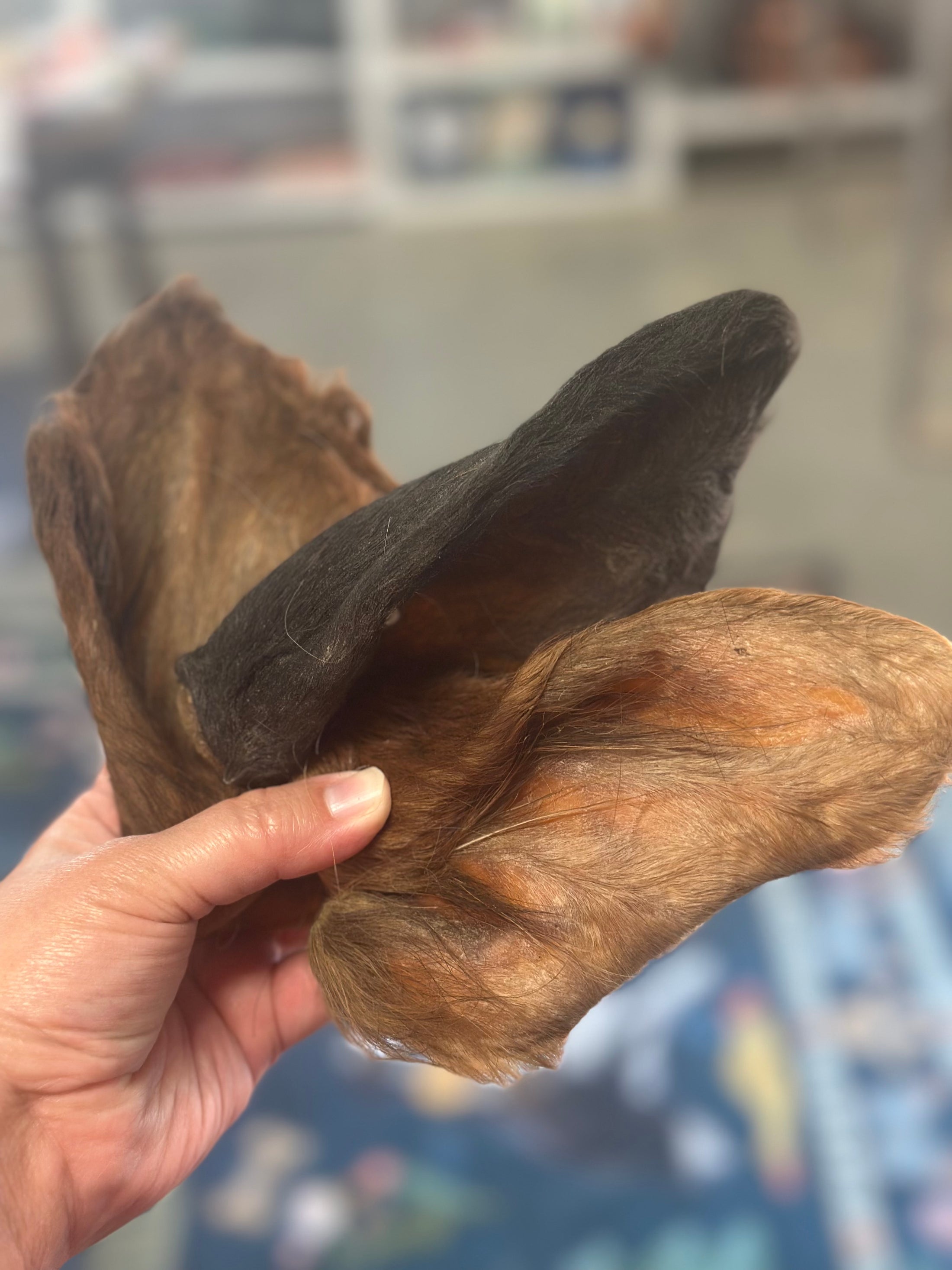 Cow Ear
