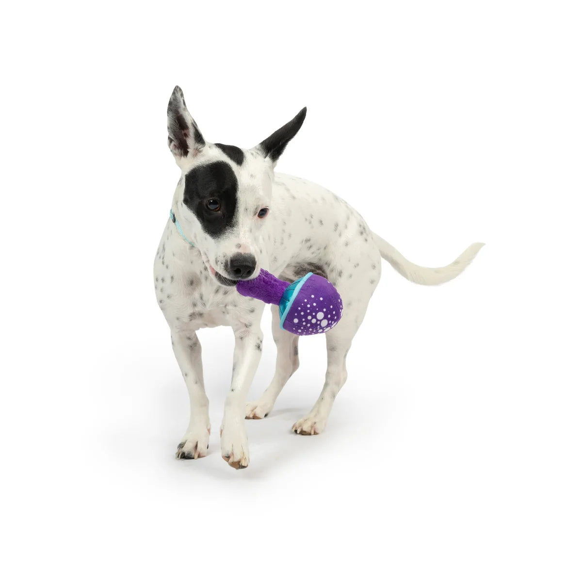 UXLEY & KENT Dog Tiny Tuff Mellow Mushroom