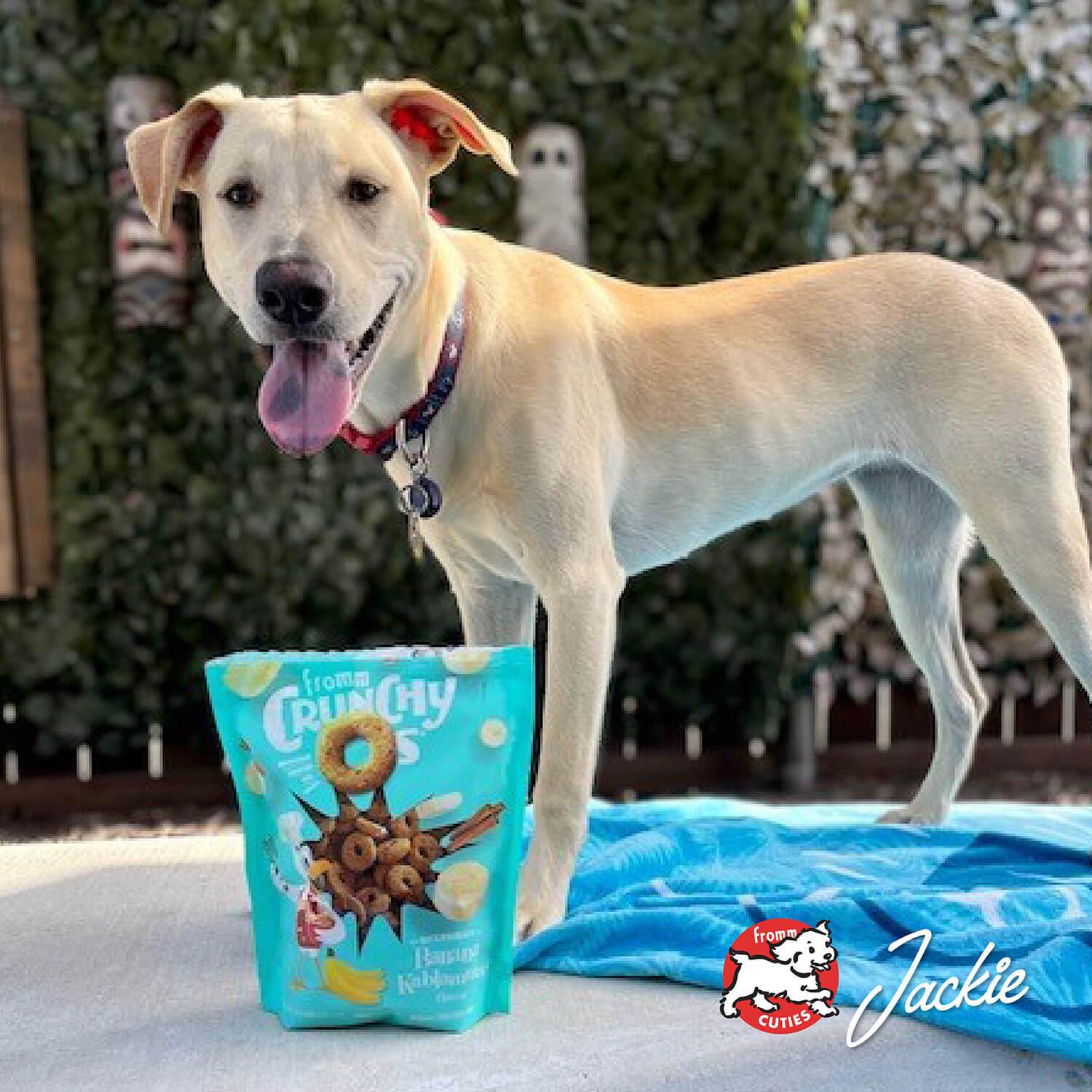 Dog standing next to a bag of Crunchy C's cereal with a blue blanket and outdoor background.
